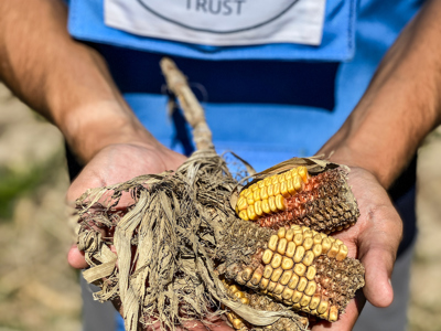 A HALO deminer holds sweetcorn cobs in her hands