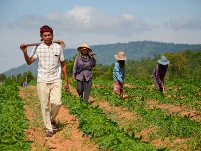 A group of farmers walk through a field in Cambodia wearing hats and carrying farming tools