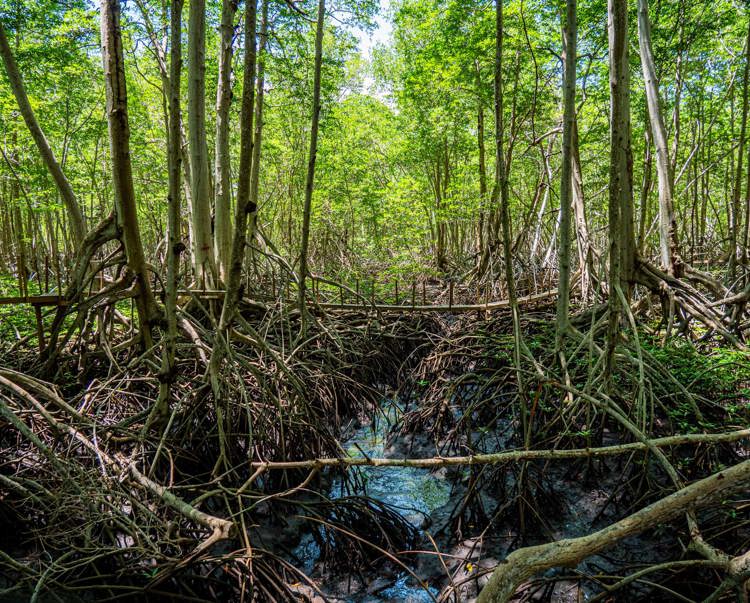 A shot of mangroves in El Salvador
