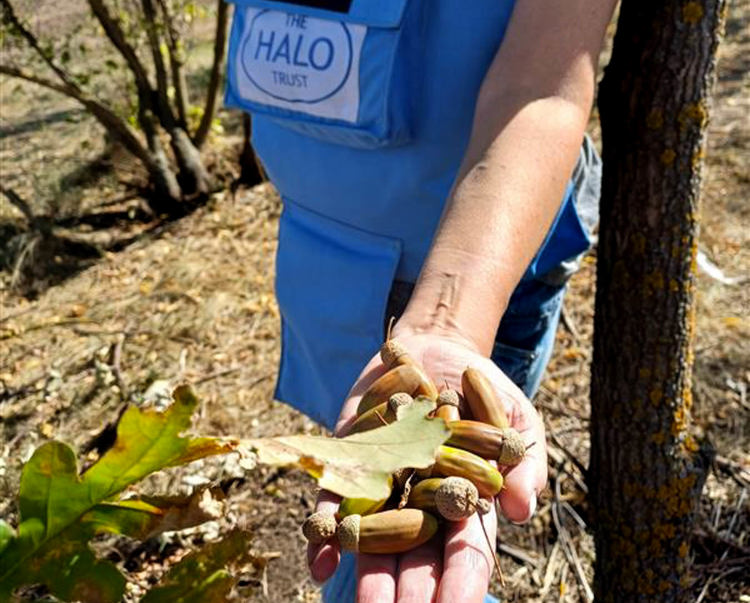 A deminer holds a bunch of chestnuts outside
