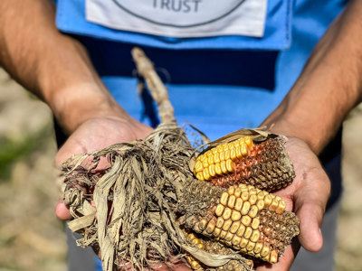 A HALO Trust deminer holds corn in his hands in a minefield in Lypivka, Ukraine