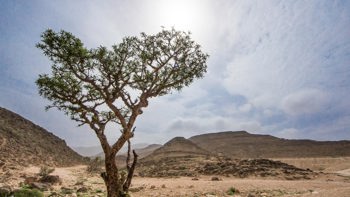 A frankincense tree against hills on dry ground in Somalia